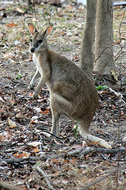 AUSTRALIA: EL OTRO LADO DEL MUNDO - Blogs de Australia - El norte tropical: Darwin-Kakadu (4)