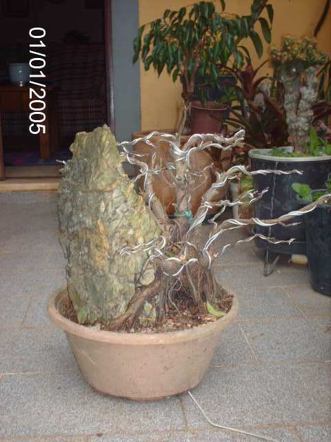 Ficus Microcarpa Começando... PICT1014