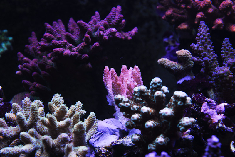 coral20110527-38.jpg