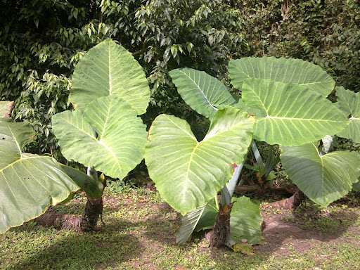 Palenque National Park