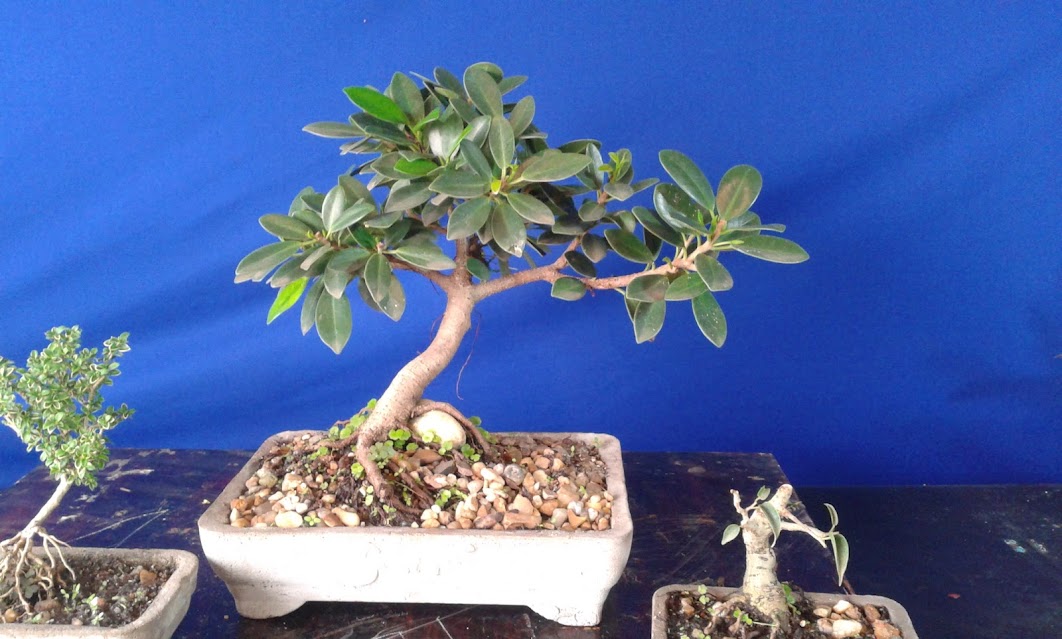 Alguns de meus bonsai ...diversos... 20130322_141403