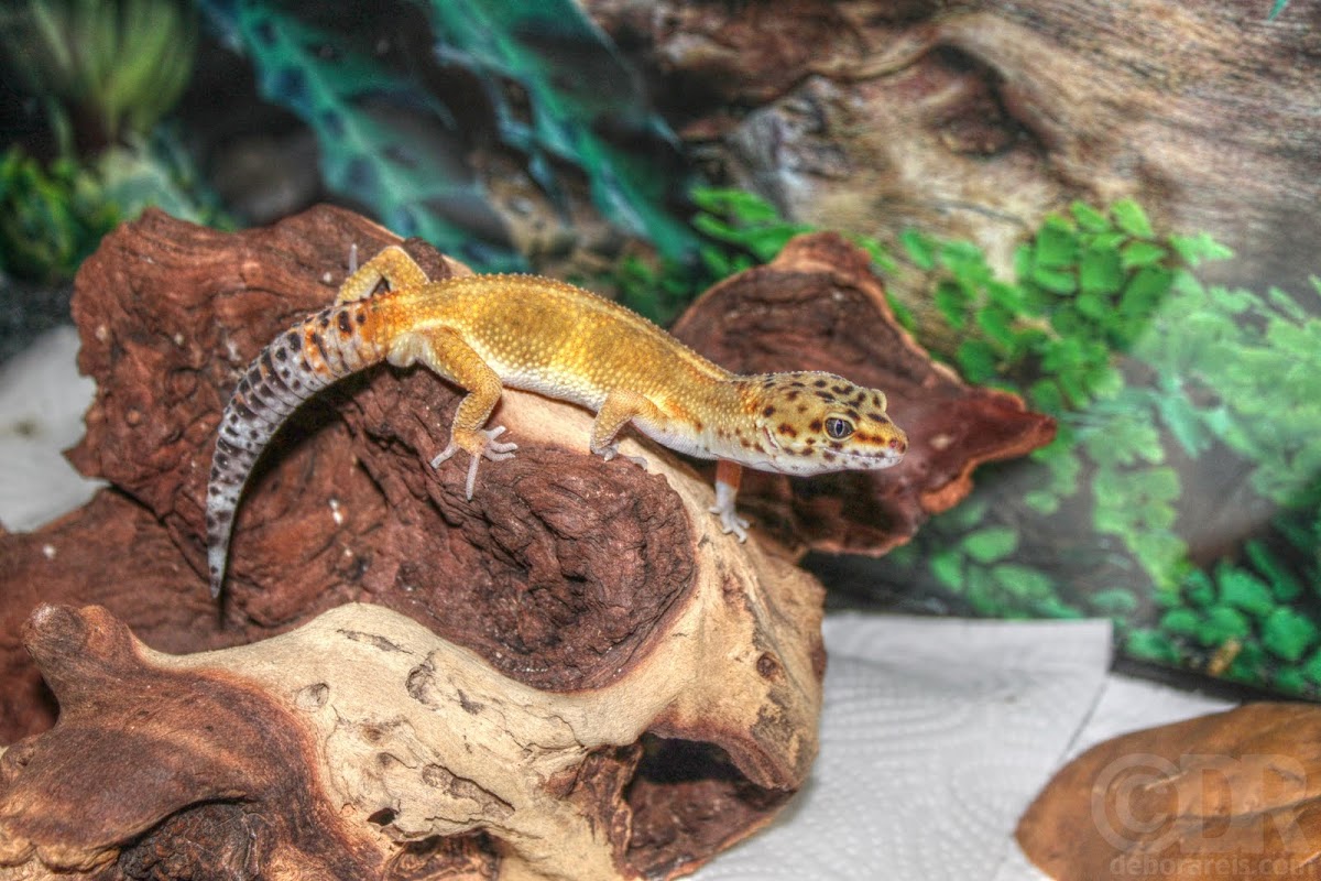 Nux, our Leopard Gecko Nux, our Leopard Gecko