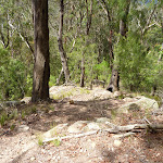 Rocky track Olney State Forest (364115)