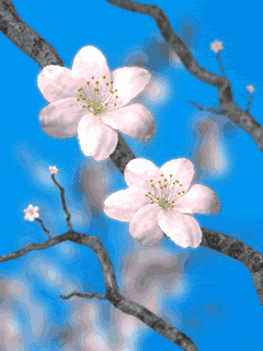 Cvijetanje, proljeće download besplatne animacije za mobitele