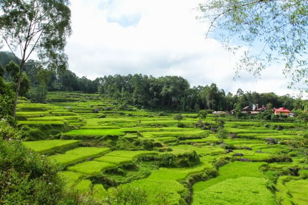 Scenic Tana Toraja Countryside