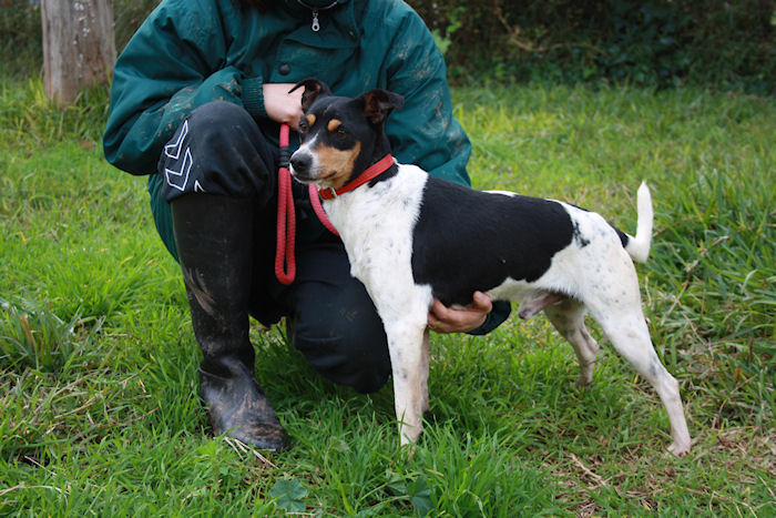 *ADOPTADO* JM, bodeguero, macho, edad: junio 2009. Sevilla (PE) Jm21