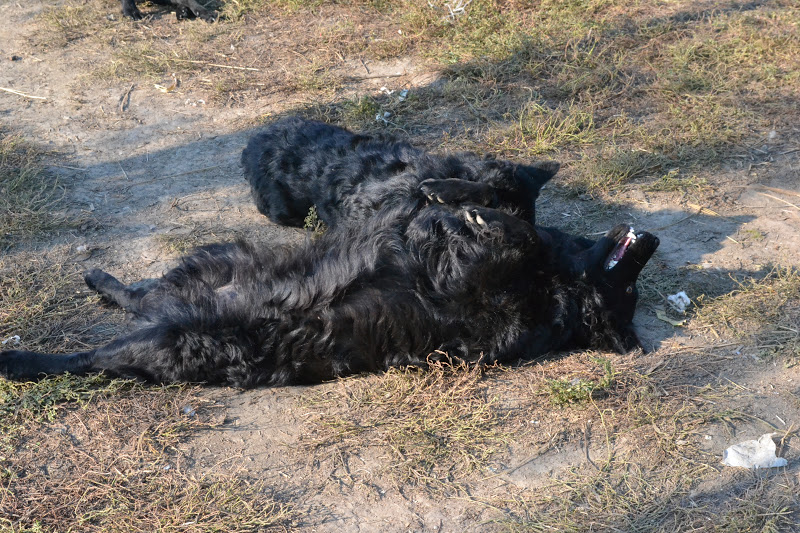 DSC_0013.JPG