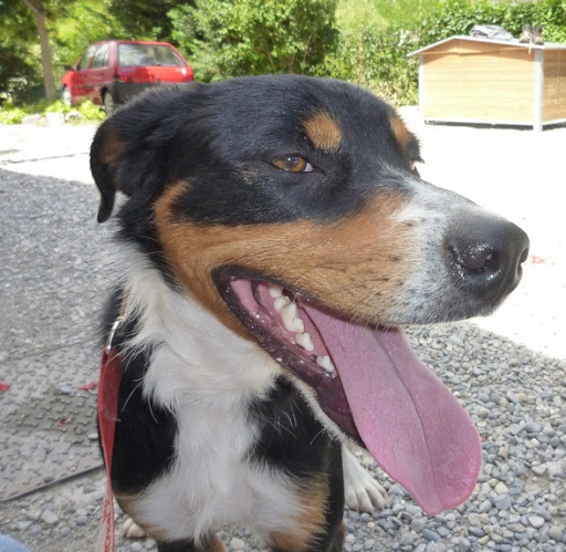  Perdu HOOPER chien mâle bouvier suisse MISON (04) 01/04/2012 BOBBY%252022%2520JUILLET%25202011%25202