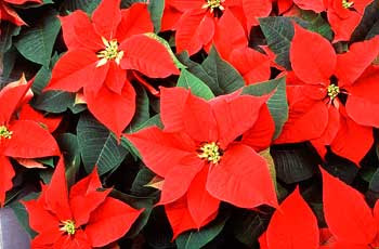 Diciembre