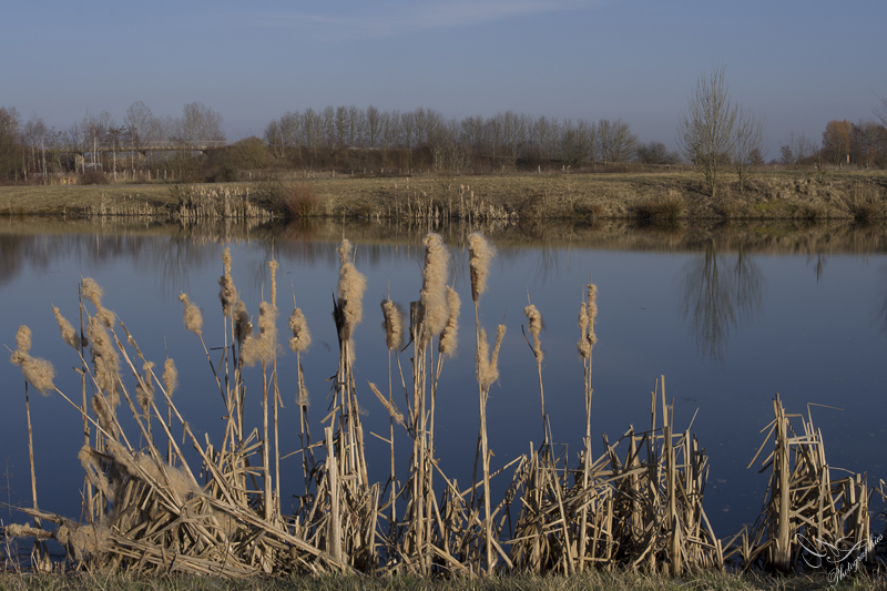 Hérimenil et ses étangs, Près Cathelinettes. SEBY1315
