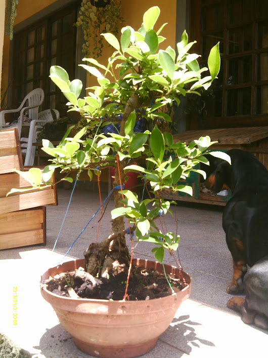Ficus Microcarpa , Tronco Duplo... IMAG0133