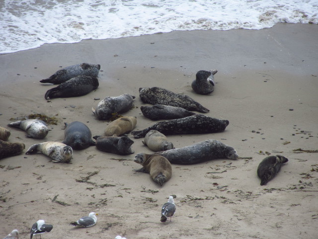 lots of seals