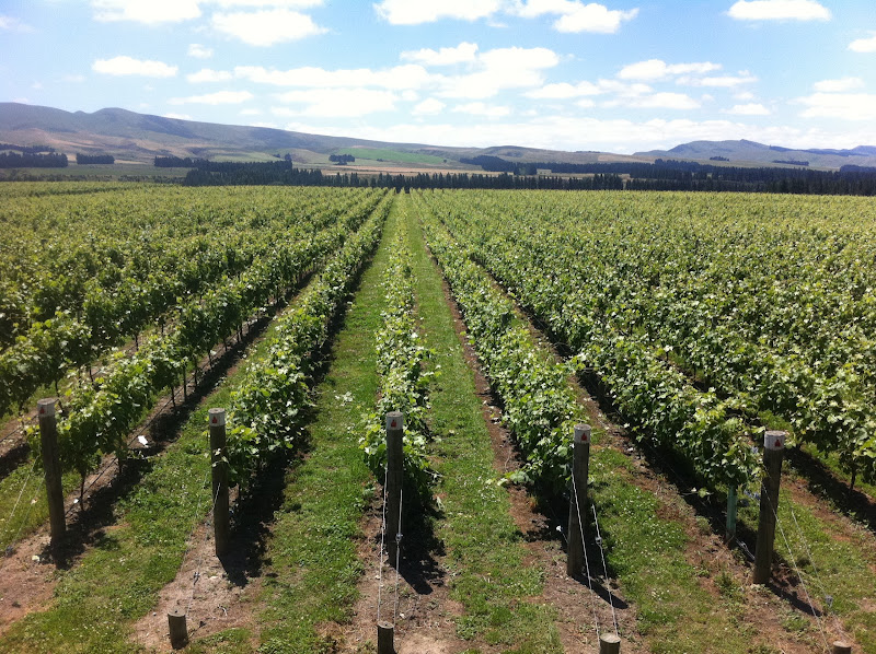 Main image of georges road wines