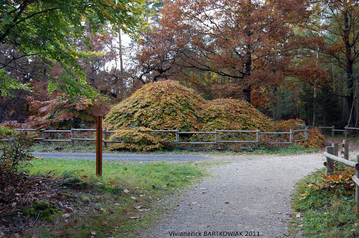 Forêt Domaniale de Verzy