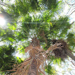 Looking up a tall Palm Tree (248383)