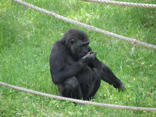 Gorillas Pavilion - Zoo Prague