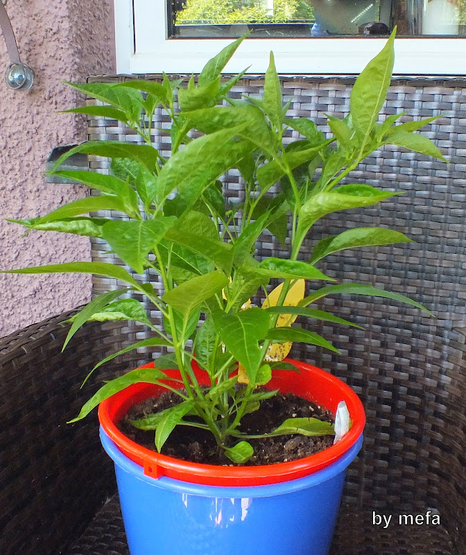 DSCF3699.JPG
