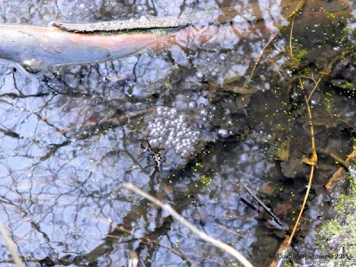 spawn ramblers duxbury frog