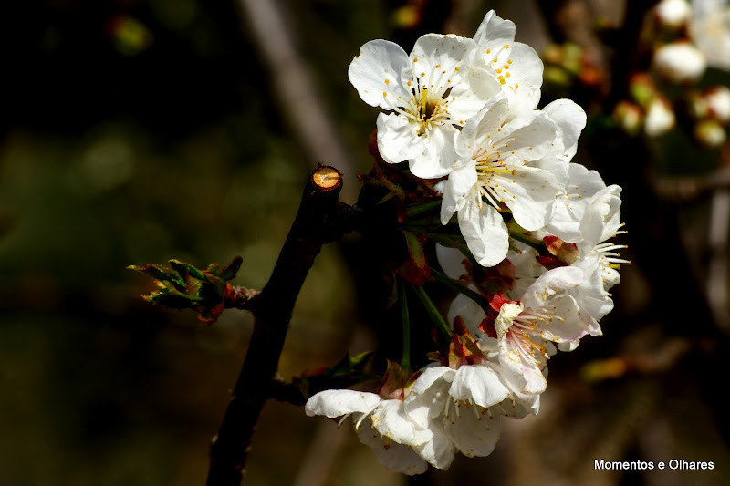 Flor de Cerejeira