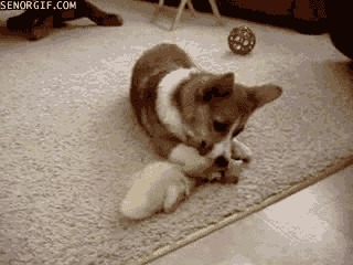 Dog Gifs