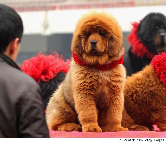 spansk Guinness pastel Garnglede og sømfryd: Verdens dyreste hund