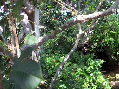 trees branches leaves empty stream suspended broken stock photo