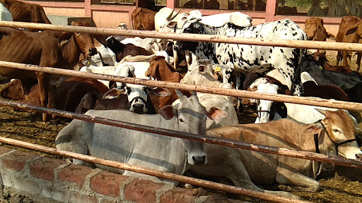 Siddhagiri Goshala, Siddhagiri Math (Kaneri Math) Rd, Panchashil Nagar, Maharashtra 416234, India, Livestock_Breeder, state MH