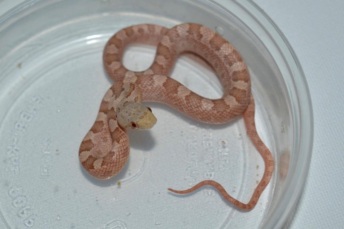 Image result for Hypo-melanistic Texas Rat Snake