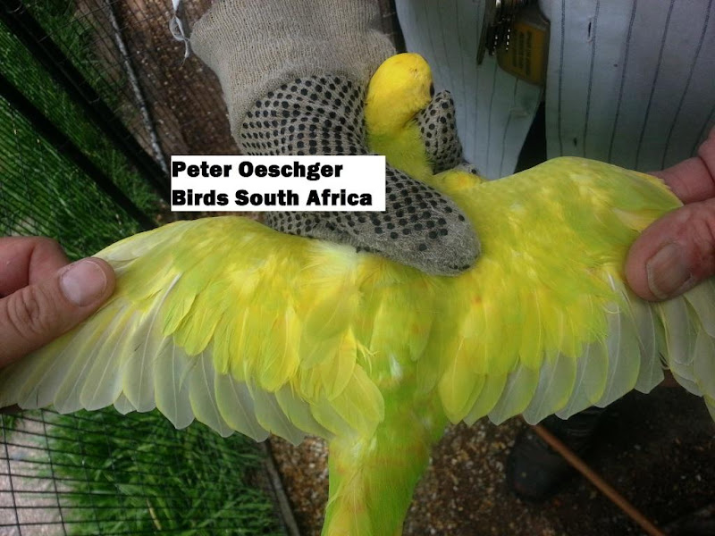 Lutino (yellow) Indian Ringnecked Parrot