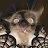 Chalupa Kabra avatar image