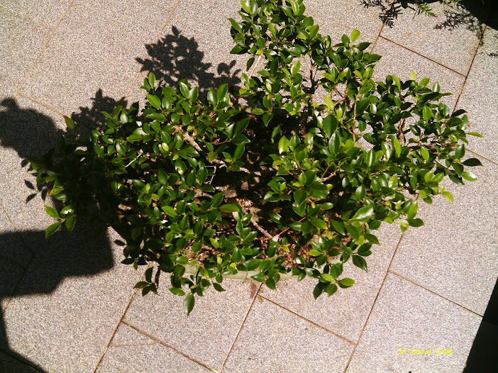 Ficus Microcarpa Tiger Bark pra reforma... - Página 2 IMAG0136