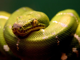 Close-up foto groene slang