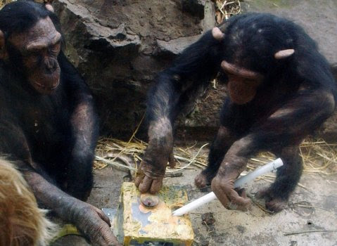 simpanse dalam menggunakan alat