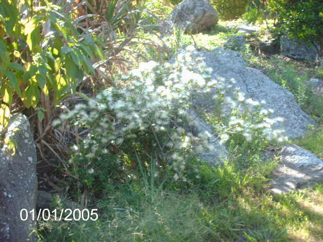 Floração da Caliandra Branca... PICT2686