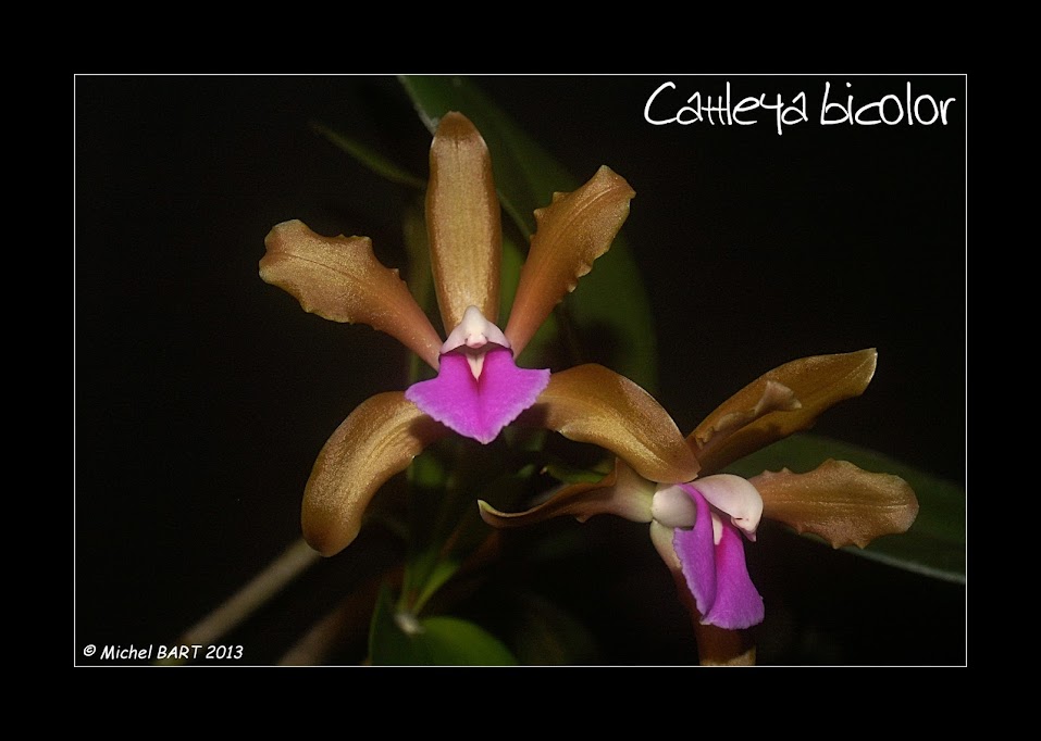 Cattleya bicolor subsp. bicolor Cattleya_bicolor