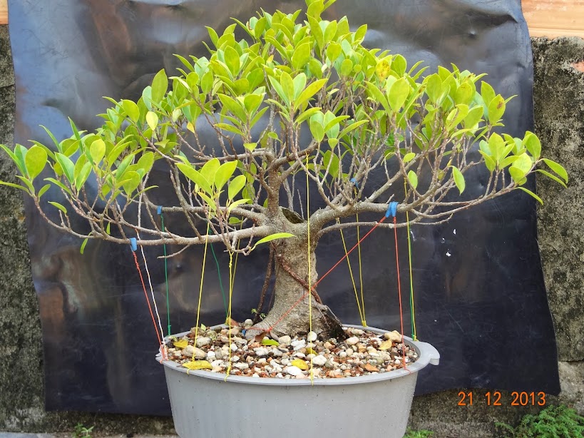 Ficus de yamadori - Cidade Velha - Atualizando em 12/10/2014 DSC00932