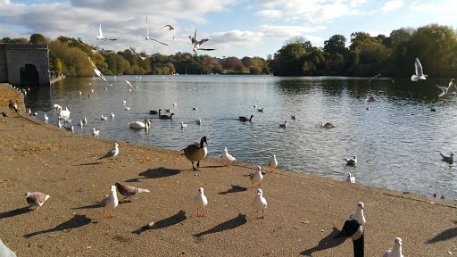 Mote Park