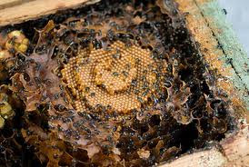 ternak trigona speciosa-lanceng: Benefits of Trigona/Kelulut Honey and ...