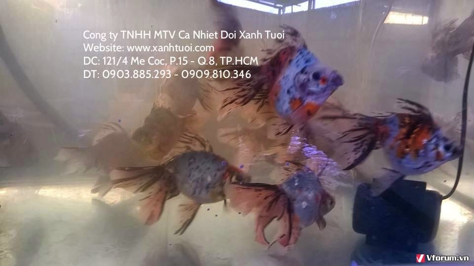 Cong ty tnhh mtv ca nhiet doi xanh tuoi - chuyên kinh doanh các loại cá cảnh - 14