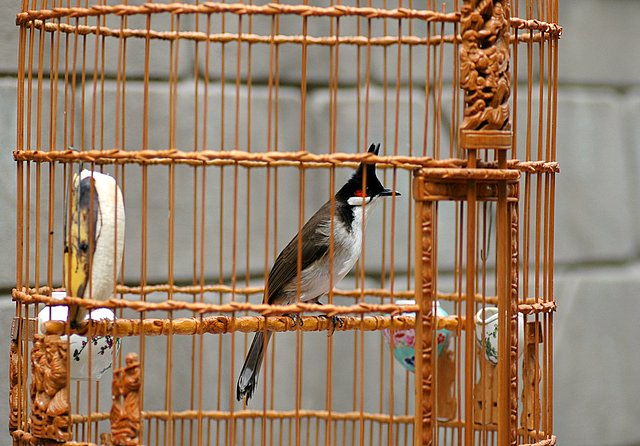 Chim - - bán chim chào mào huế giá tốt | 5giay