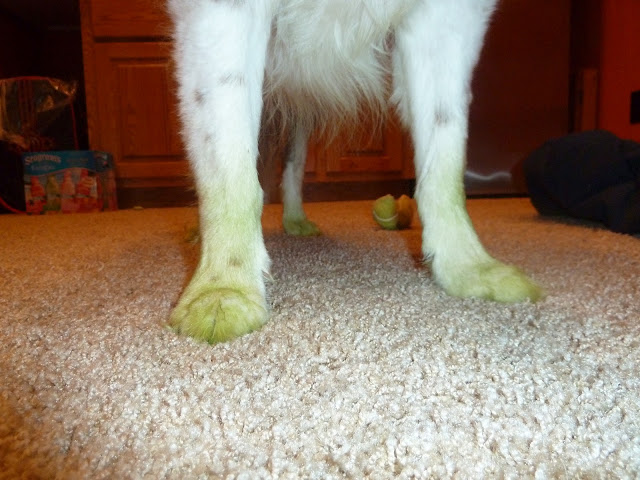 My dog likes to try to "herd" the lawn mower.