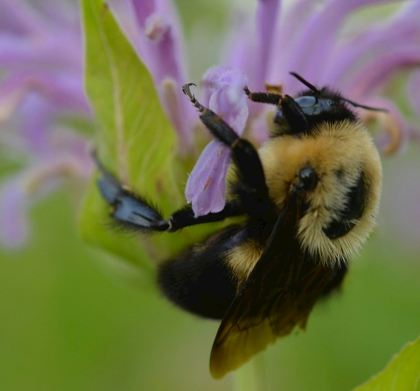  A bumble bee on a bee balm