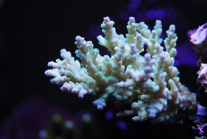 coral20110527-19.jpg