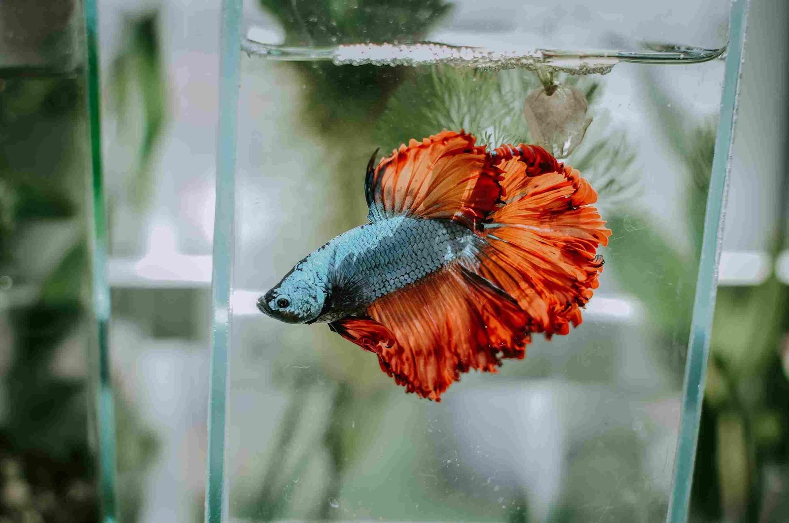 A fish swimming in a tank

Description automatically generated