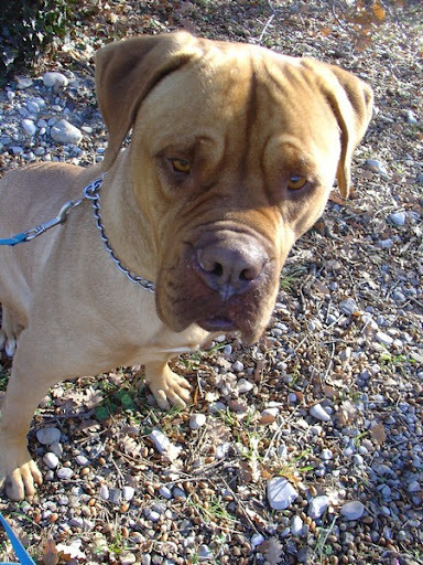 Perdu BRUCE chien mâle dogue de bordeaux pucé, à Saint-Maime le 10/01/2013 Bruce%2520%25285%2529
