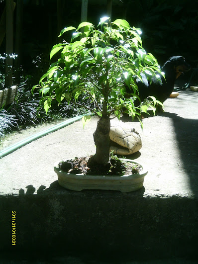 Ficus Benjamina... IMAG0955