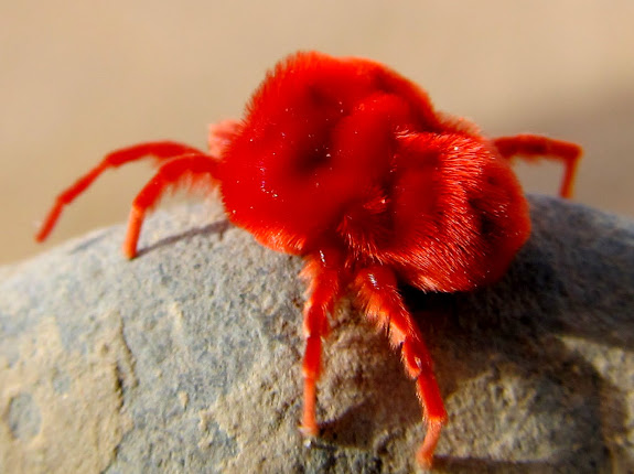 Red Spider Mite