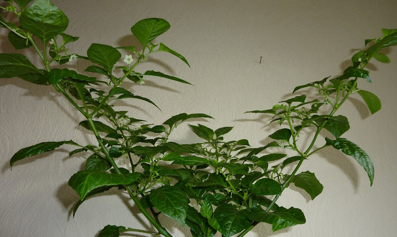 P1150496.JPG