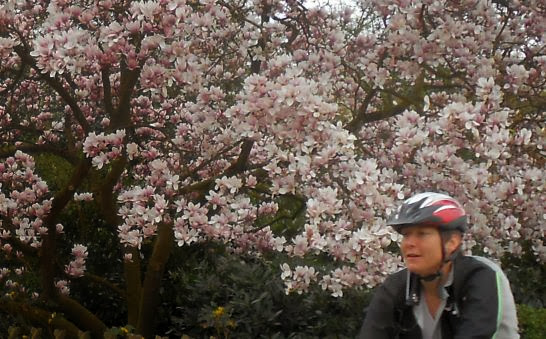 Miri on the Bike vor blühendem Magnolienbaum