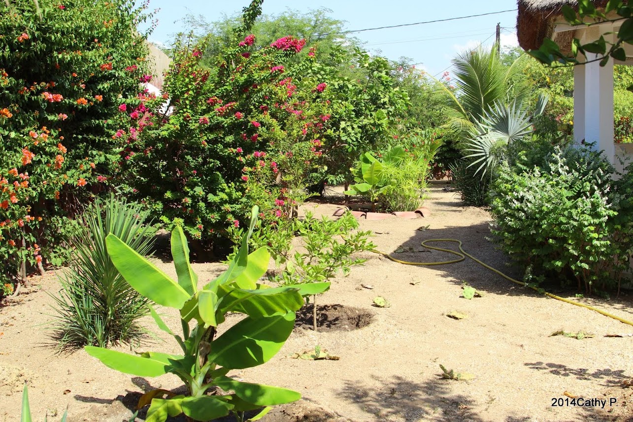 Mon jardin senegalais IMG_1673